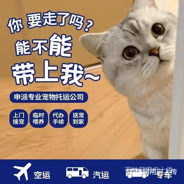 攀枝花本地宠物托运　本地猫狗活体快递服务 - 图片 2